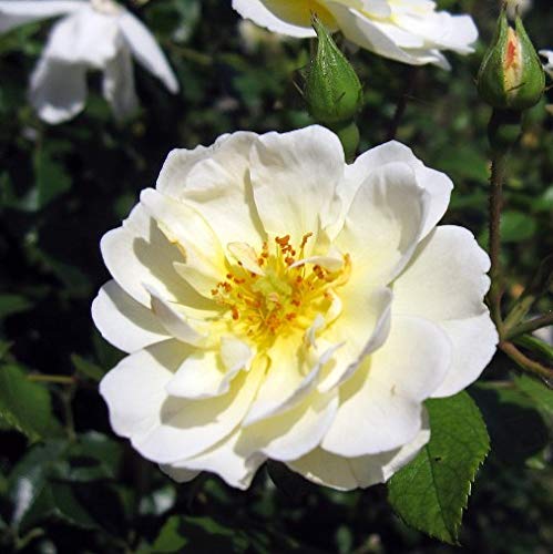 REGINA DELLA NEVE